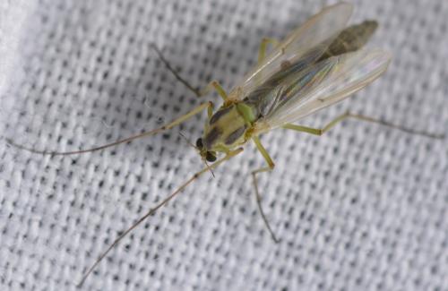 Chironomus sp.